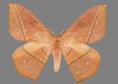 AZ26-0089R